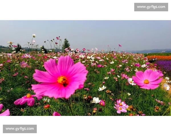 影像记忆:野马赛道 19.5 公里,定格花海前的骑行瞬间 影像记忆:野马赛道 19.5 公里,定格花海前的骑行瞬间