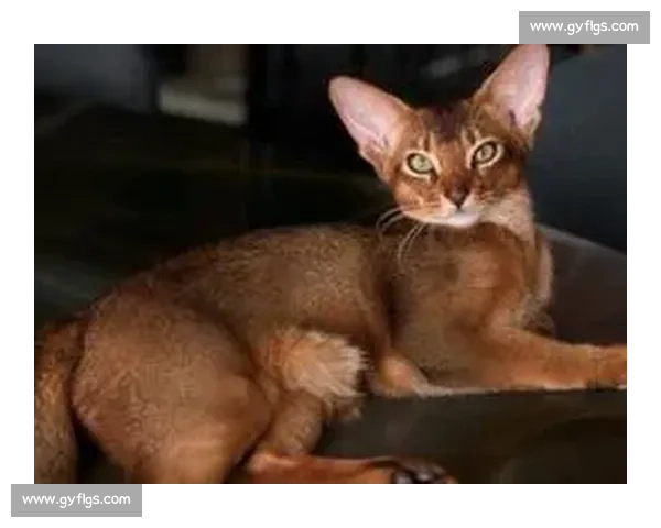 巴舒亚伊痛失爱猫 Kiyo:那个拼尽全力守护的小天使,终究离开了 巴舒亚伊痛失爱猫 Kiyo:那个拼尽全力守护的小天使,终究离开了